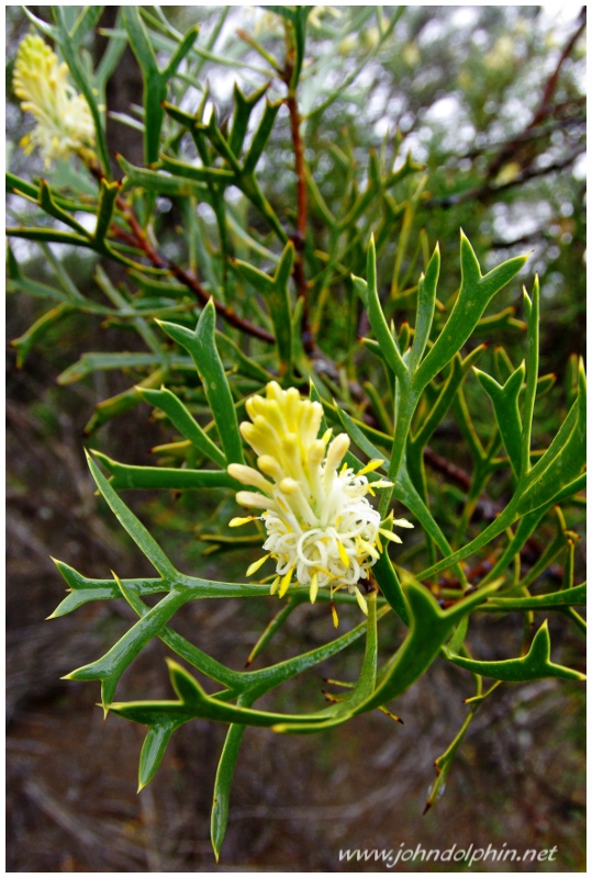 West Australian wildflower 4