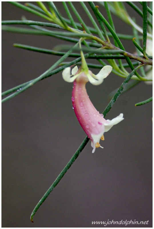 West Australian wildflower 5