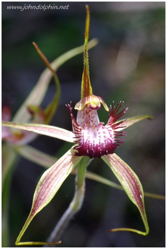 spider orchid 3