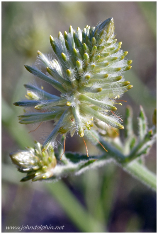 Ptilotus flower