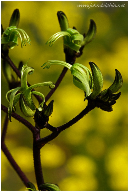 kangaroo paw