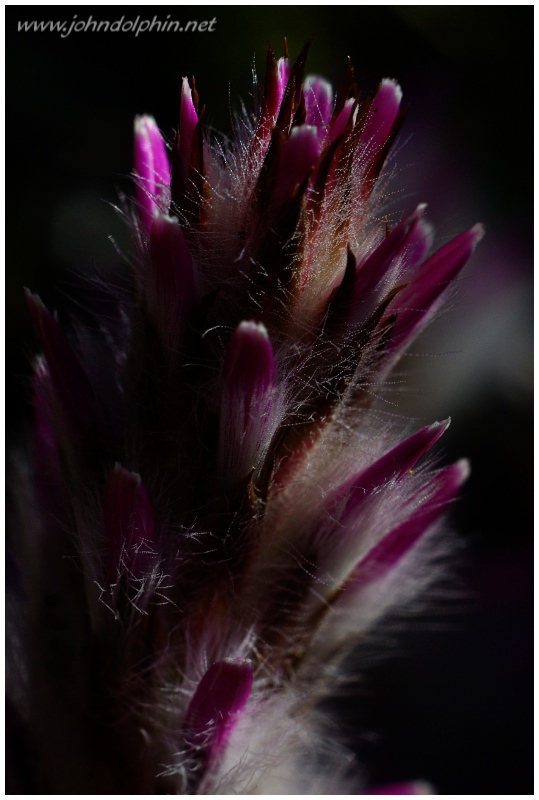 ptilotus