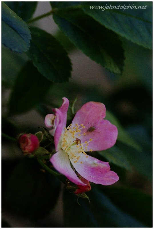 wild rose