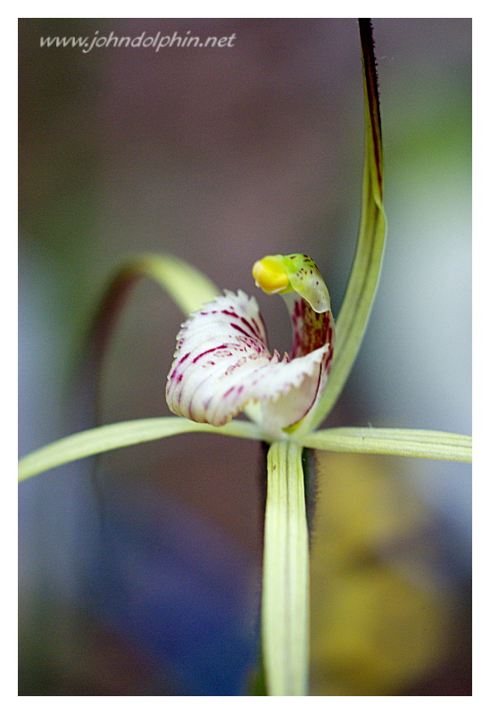native orchid