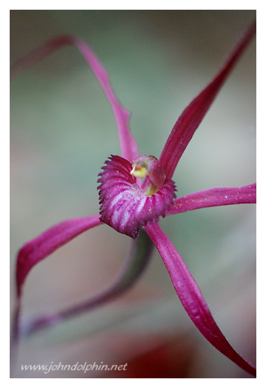 native orchid 2