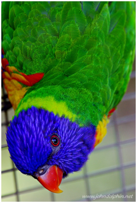 Rainbow lorikeet