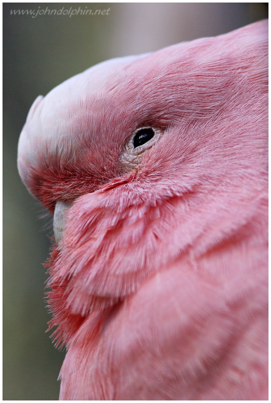 Major Mitchell cockatoo