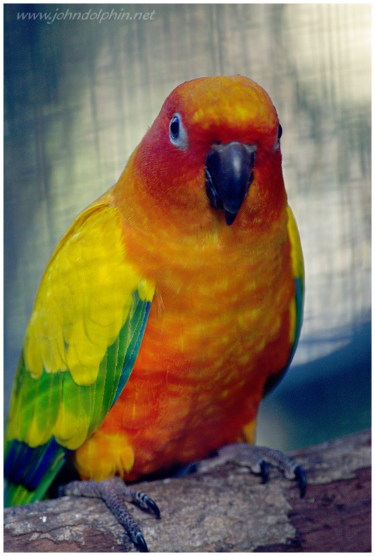 Sun conure