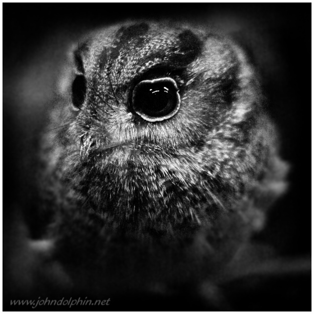 Owlet nightjar