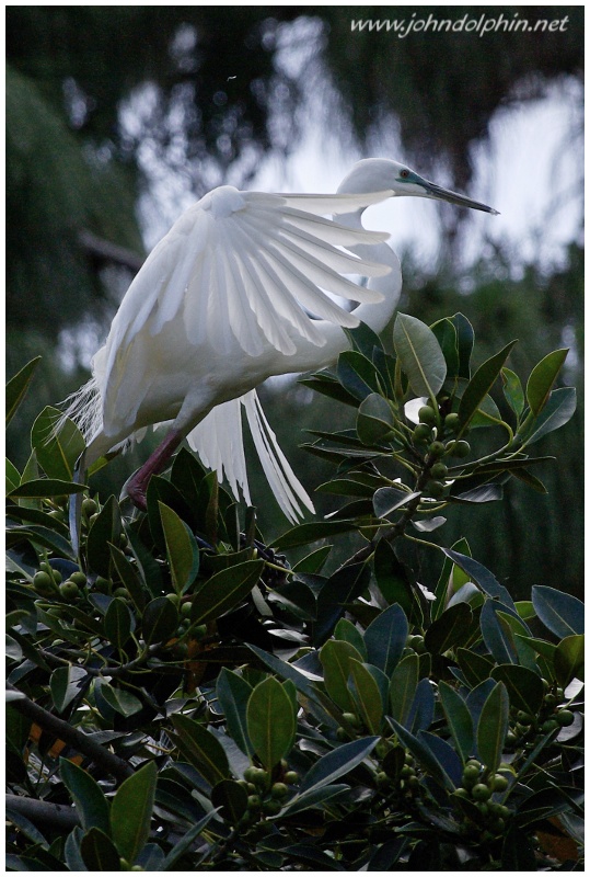great white egret 5