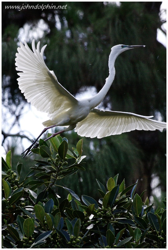 great white egret 4