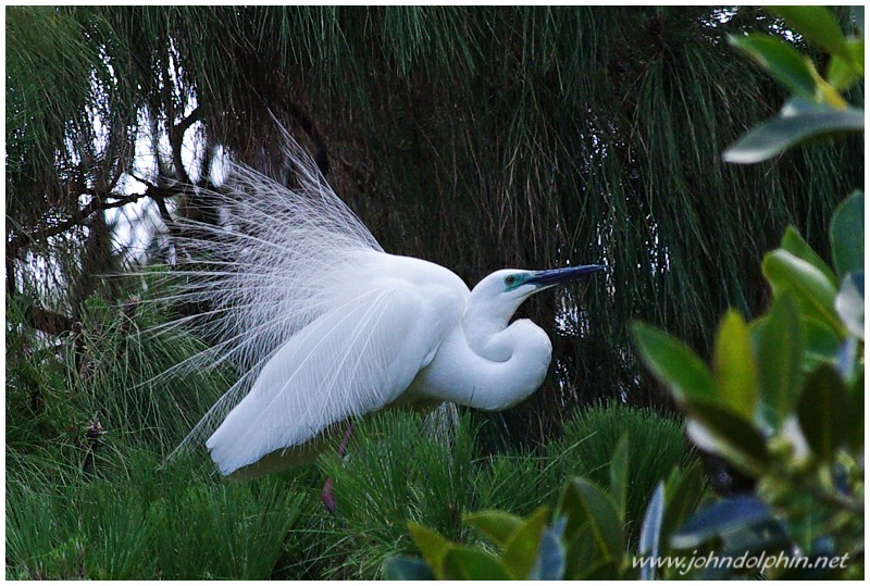 great white egret 3
