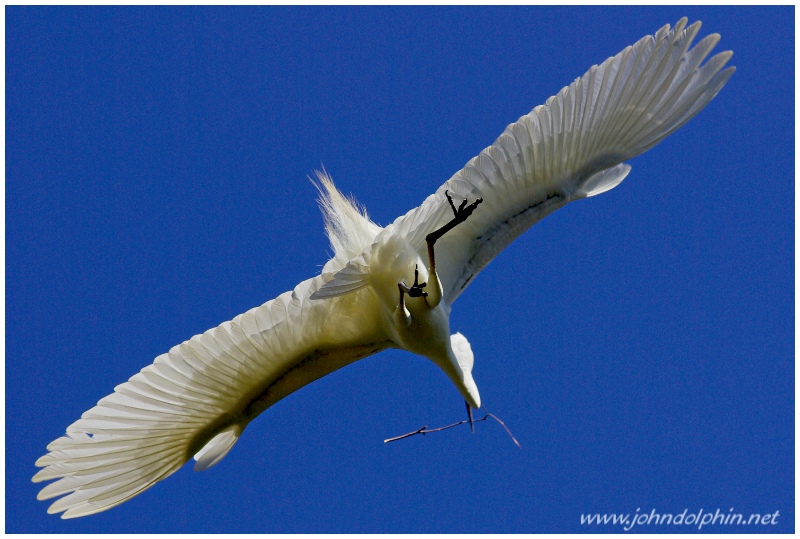 Great White Egret Great White Egret