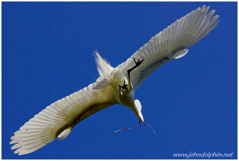 great white egret