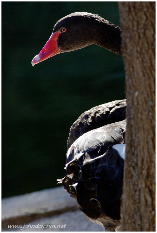 Black Swan