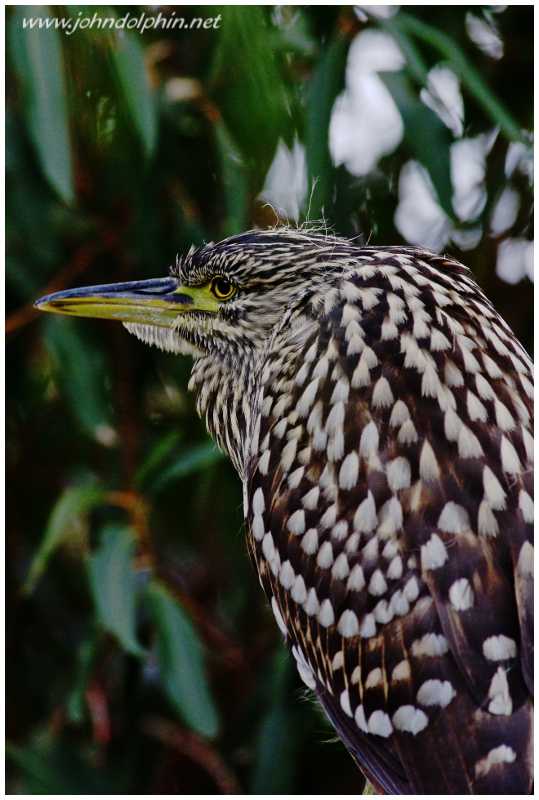 roufus night heron