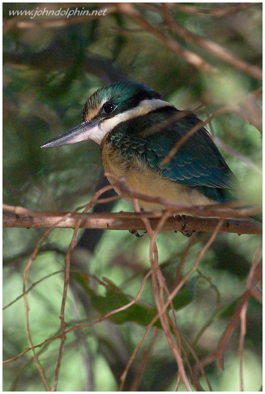 sacred kingfisher