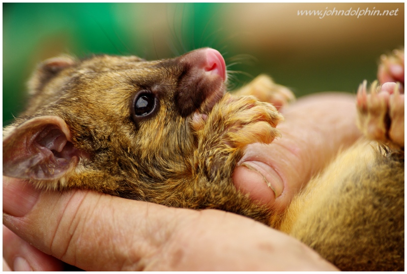 young possum