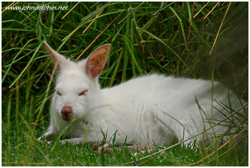 white wallaby