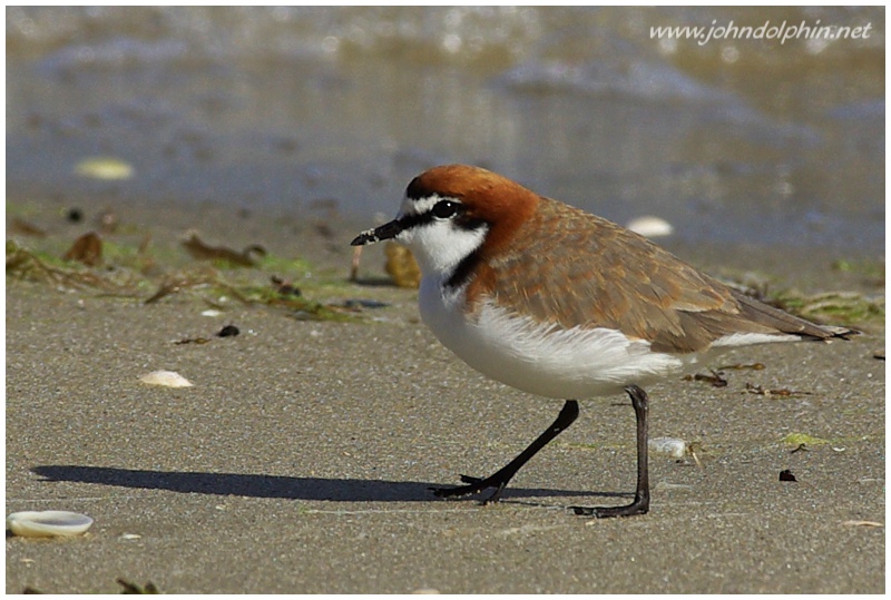 Red capped plover