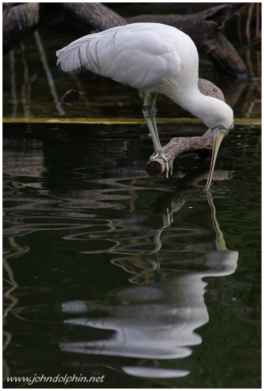 yellow billed spoonbill