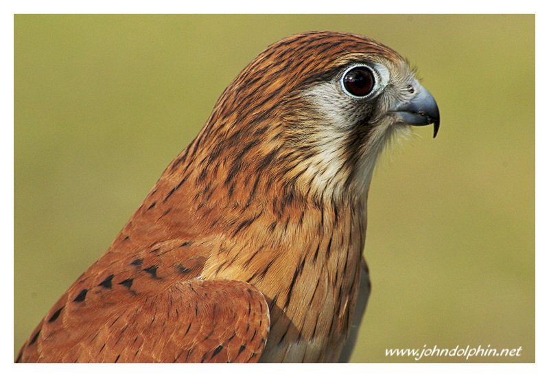 Western Australian Birds of Prey Centre 3