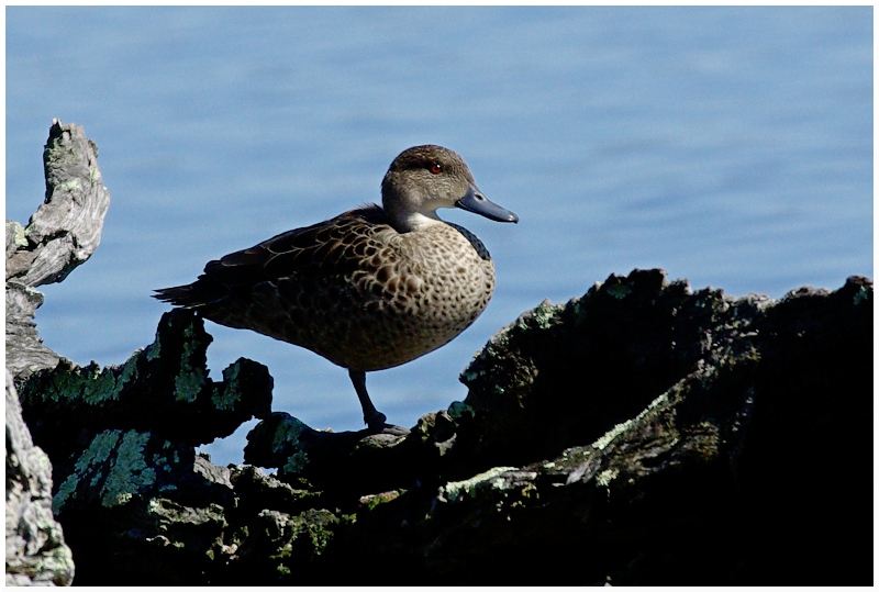 duck on a log
