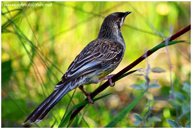 red eared wattle bird