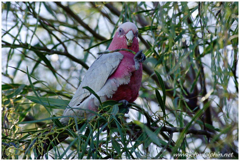 Galah in an Acacia