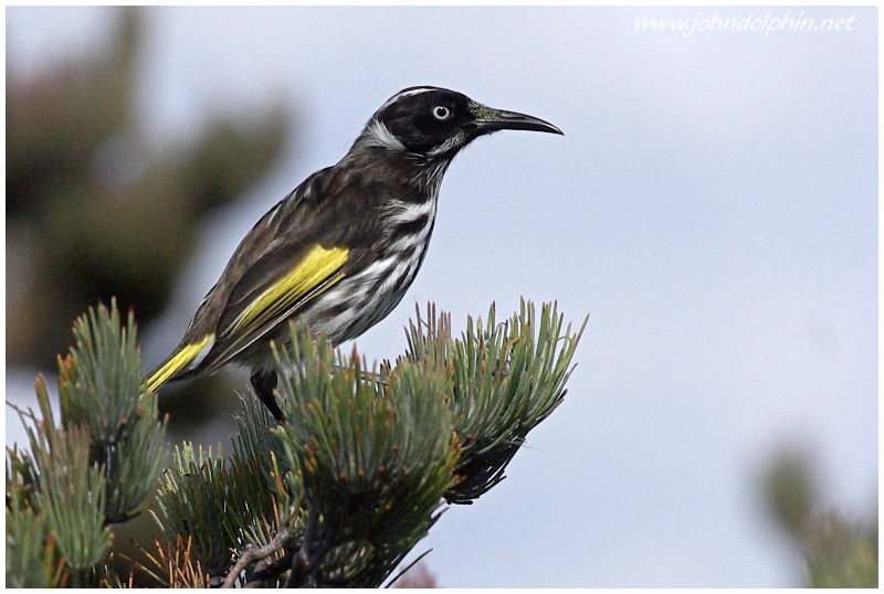 New Holland honeyeater 2