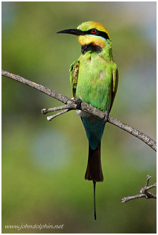 Rainbow Bee-eater