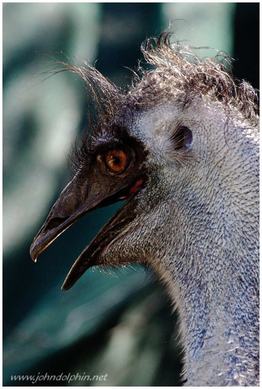 Emu