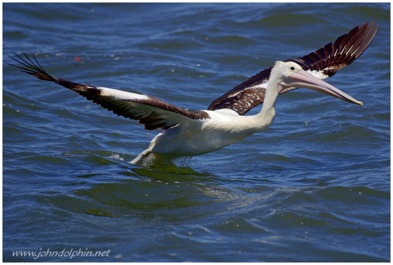 Australian pelican