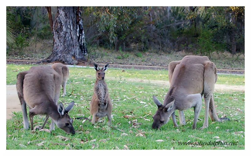 kangaroo family