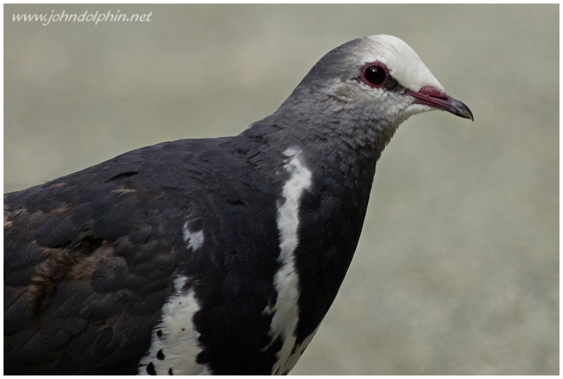 wonga pigeon