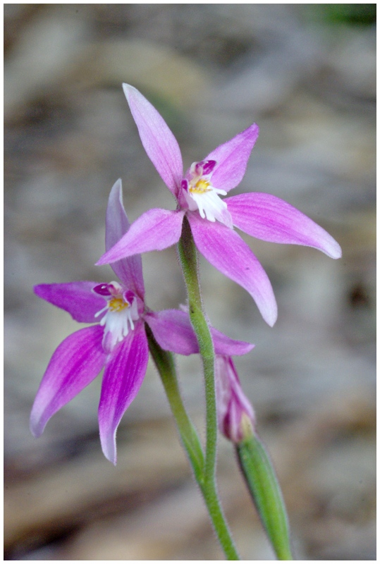 Pink Fairy Orchid