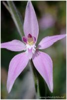 pink fairy orchid 3