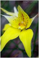 cowslip orchid 2