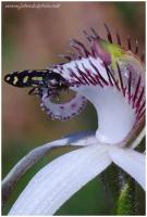 Spider orchid 2