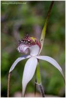 Spider orchid 4