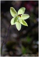 sun orchid 3