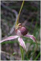 spider orchid 5