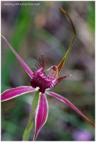 spider orchid