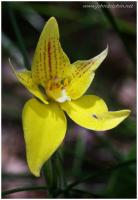 cowslip orchid 3