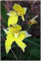 cowslip orchid 4