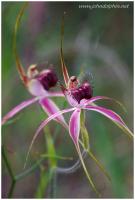 spider orchid 5