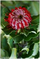 Banksia coccinia