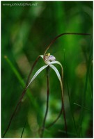 White spider orchid
