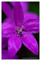 pink enamel orchid