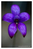 purple enamel orchid